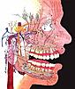 Stimulation... PENS / SCS  for face pain, AD , T.N.-trigeminal-nerve-6-jpg